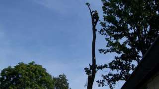in stukken zagen van een eikenboom voor de kachel, afvoeren takken naar de stort